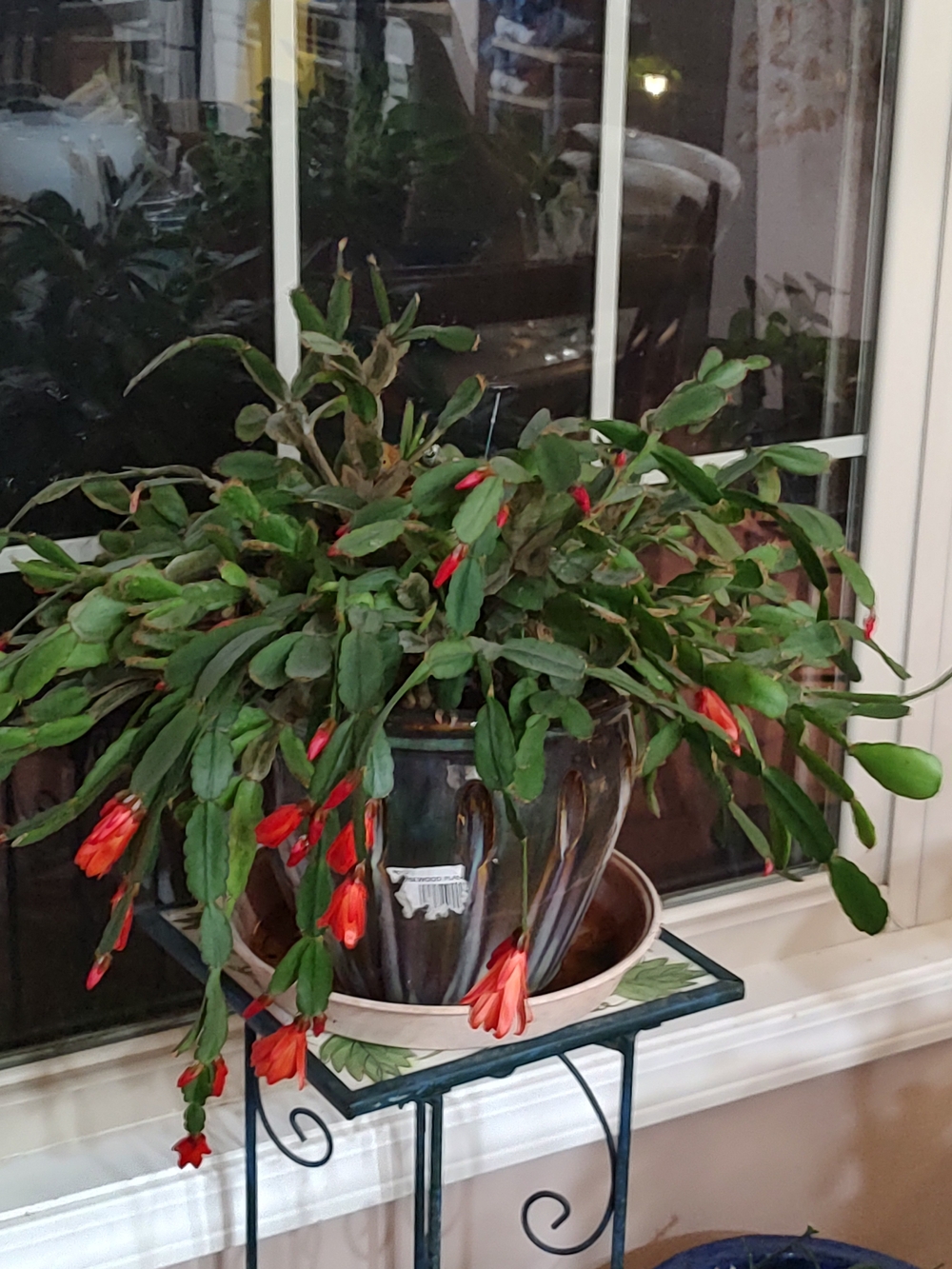 Schlumbergera Buckleyi (True Christmas Cactus) Plant Starts